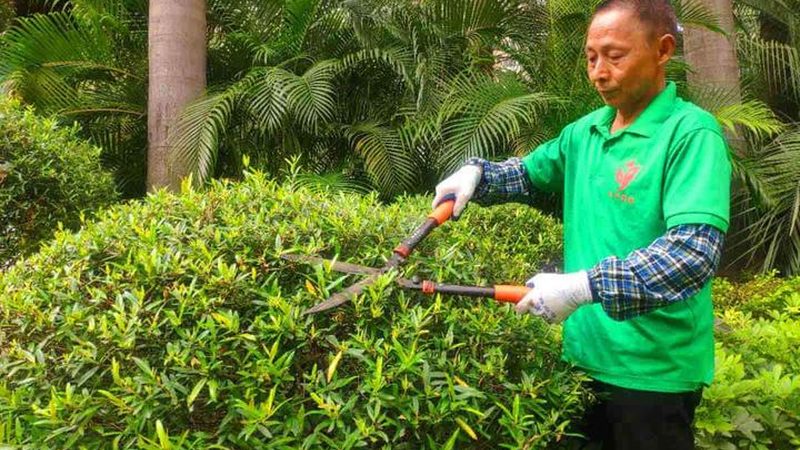 绿植租赁合同签订要点全解析